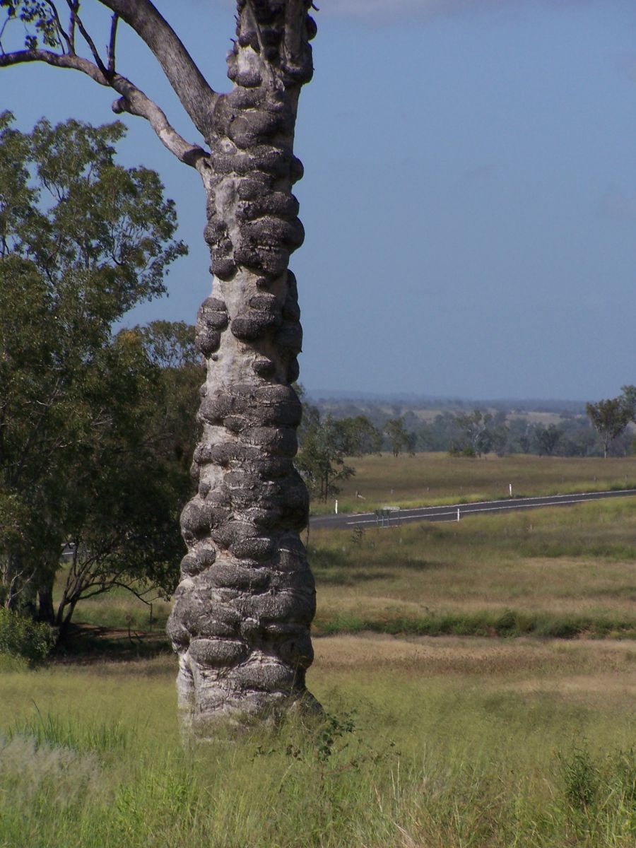 Footstep Tree