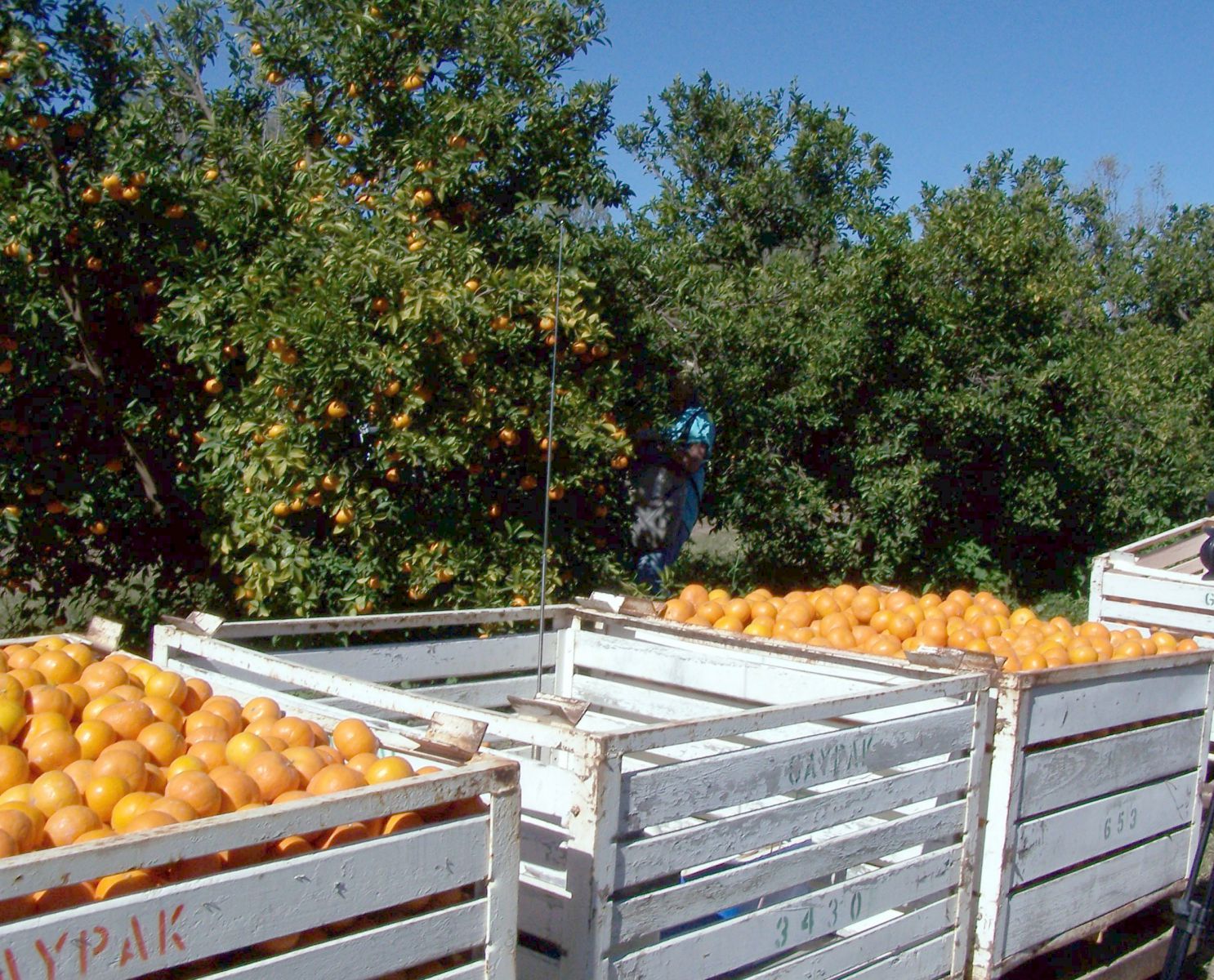 Gayndah's Citrus Harvest