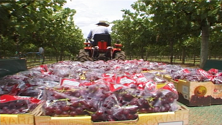 Grape harvesting