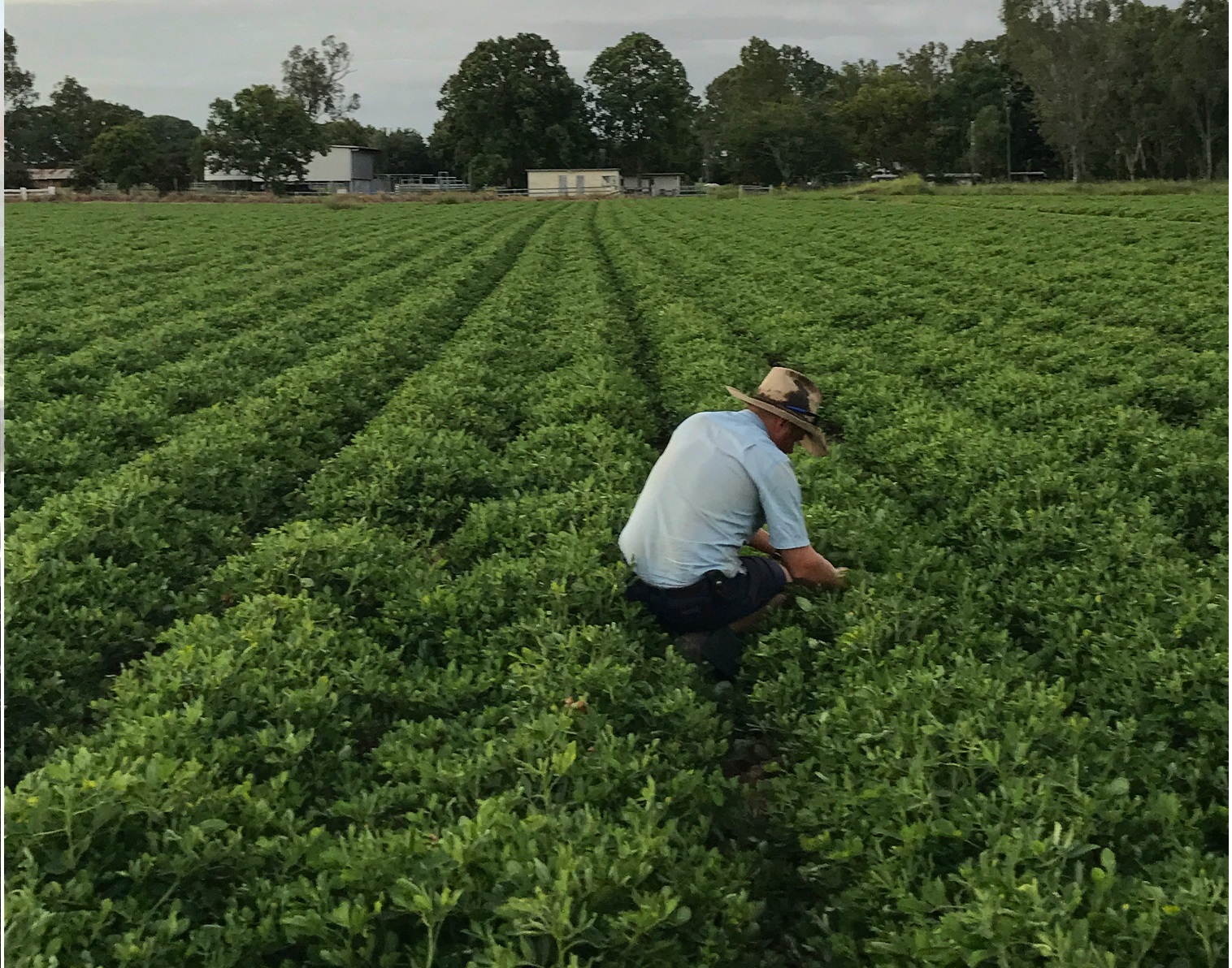 peanuts north burnett 